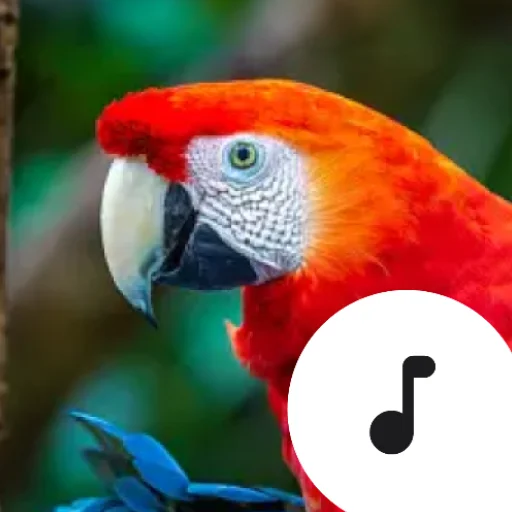Parrot Sounds ڈاؤن لوڈ کریں – طوطوں کی دلکش آوازیں فری حاصل کریں