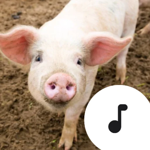 Pig Sounds ایپ ڈاؤن لوڈ کریں – سور کی دلچسپ آوازیں مفت