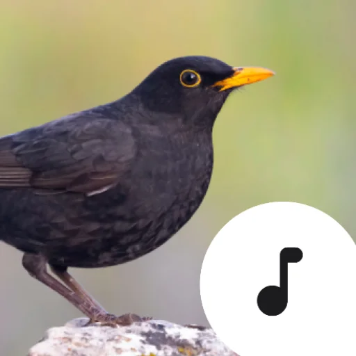Blackbird Sounds ڈاؤن لوڈ کریں – فطرت کی پرسکون آوازیں مفت