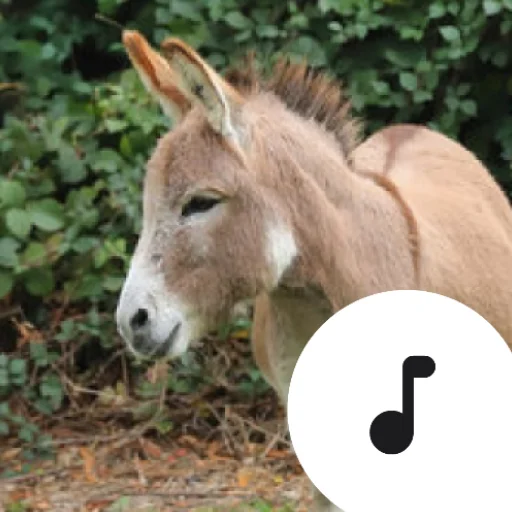 Donkey Sounds ڈاؤن لوڈ کریں – گدھے کی آوازیں مفت حاصل کریں